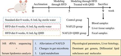 Qushi Huayu decoction ameliorates non-alcoholic fatty liver disease in rats by modulating gut microbiota and serum lipids